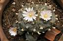 LOPHOPHORA WILLIAMSII_FIORI.jpg